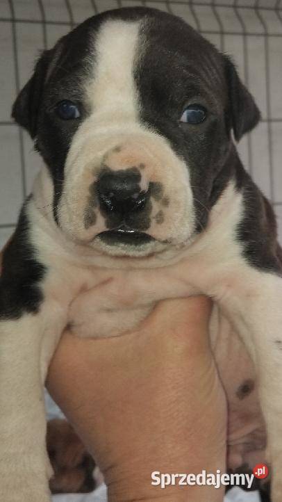 Szczeniak American Staffordshire Terrier Łęczna
