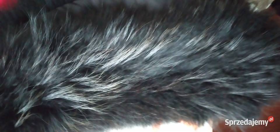 kołnierz z lisa Bukowno sprzedam