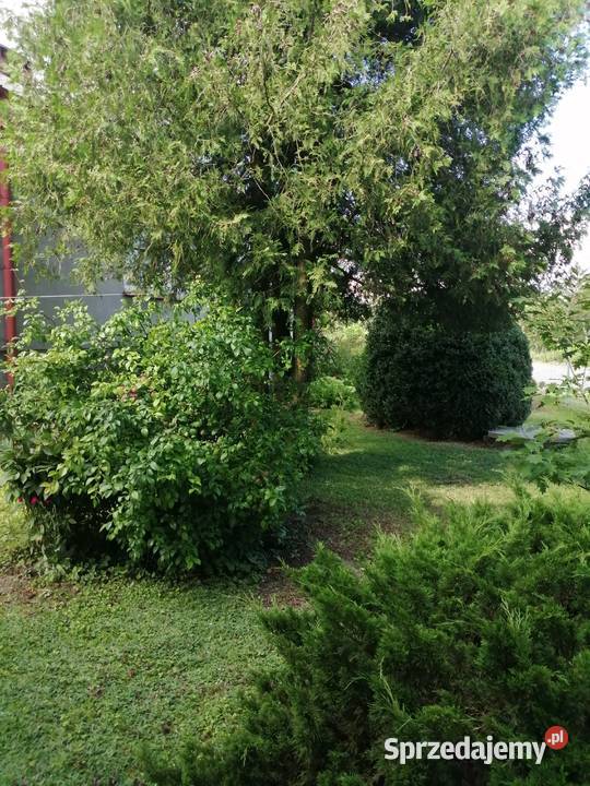 Sprzedam dom do remontu Czysta Dębina