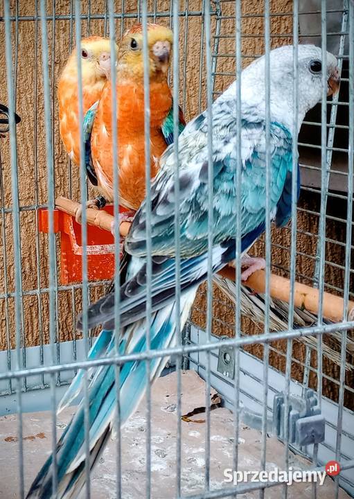 Świergoty z grudnia Ptaki