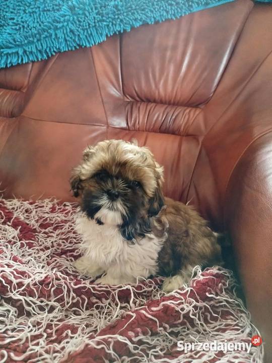 Shih Tzu Pacanów