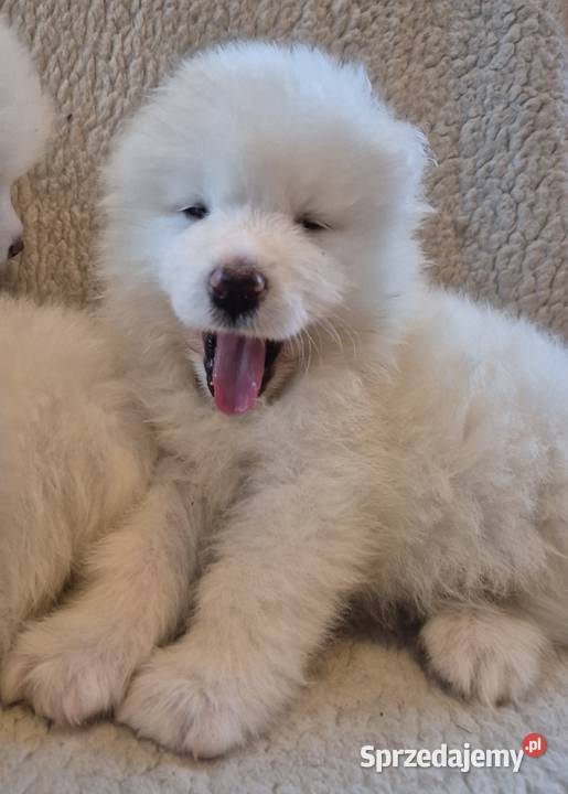 Samoyedsamojed