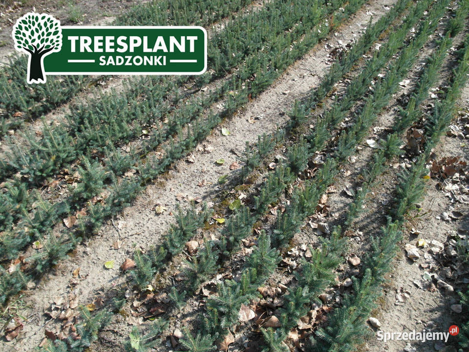 Swierk Srebrny Kłujący Picea Pungens Glauca Rośliny Choszczno sprzedam