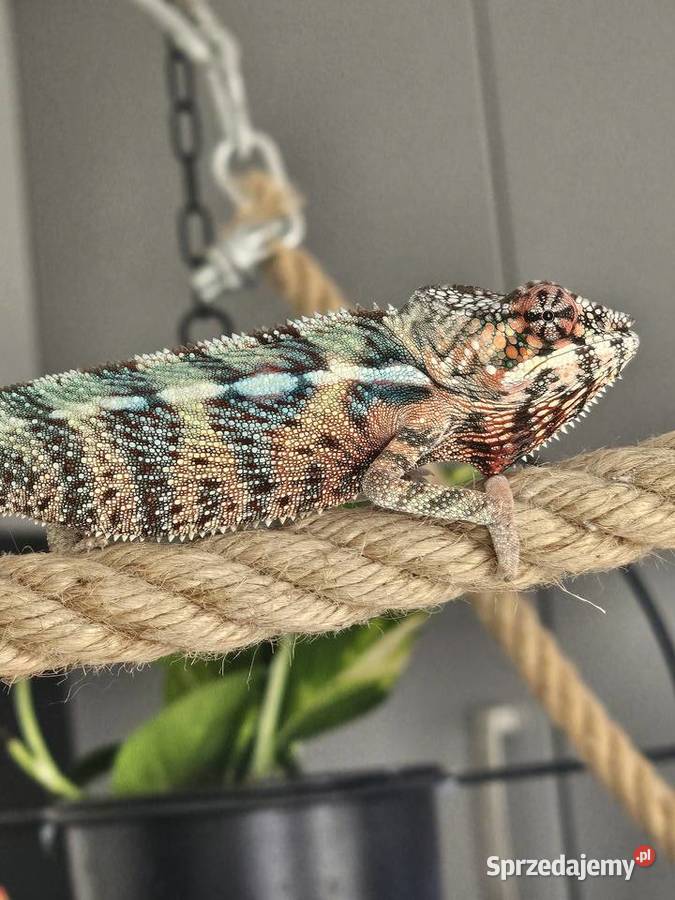 Kameleon lamparci Gady i płazy małopolskie Kraków