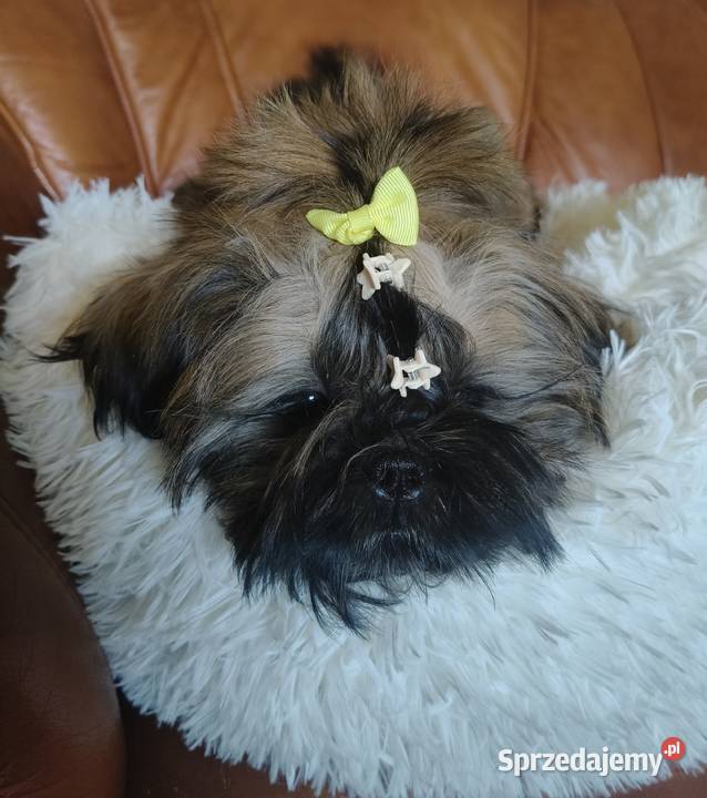 Shih tzu Suczka i Piesek Wałbrzych
