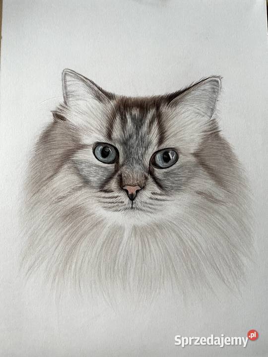 Portret zwierzaka śląskie Jastrzębie-Zdrój