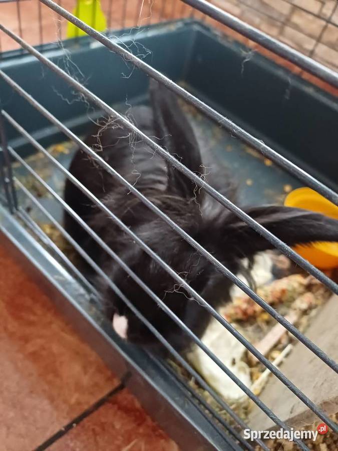 Króliki Miniaturki 2 sztuki z klatką Koźmin Wielkopolski
