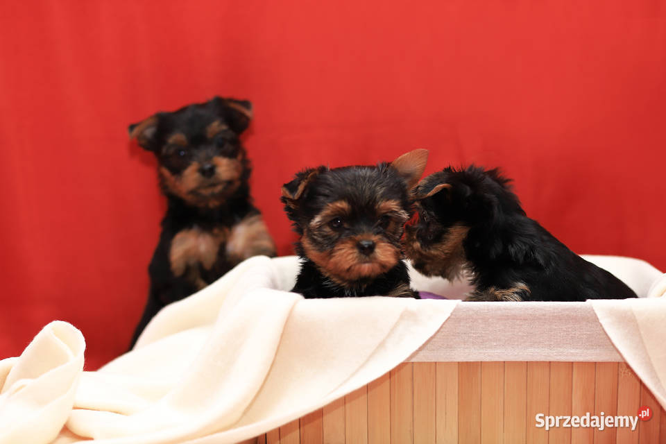 Alutka i siostry Yorkshire Terrier Oława