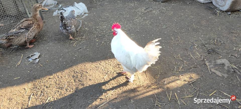 Sprzedam koguty z 25 roku Drób i ptactwo Sobieska Wola Druga