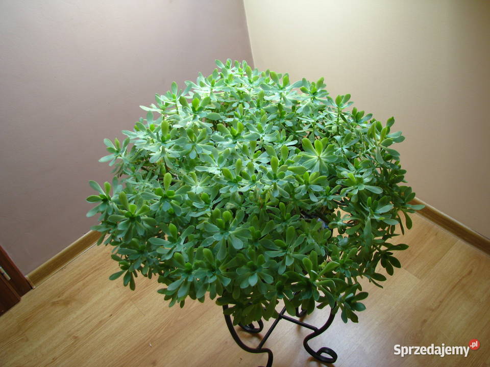 Aeonium piękny sukulent na taras do oranżerii małopolskie Brzegi