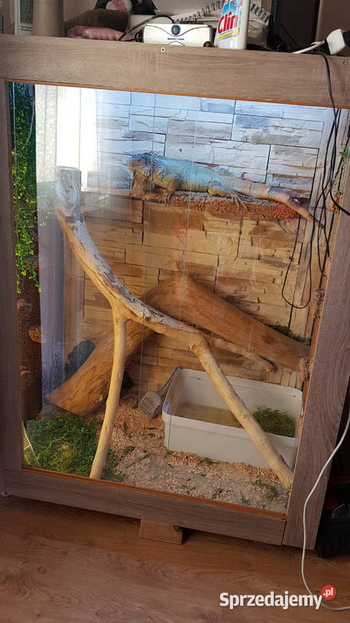 Sprzedam legwana zielonego Iguana Iguana