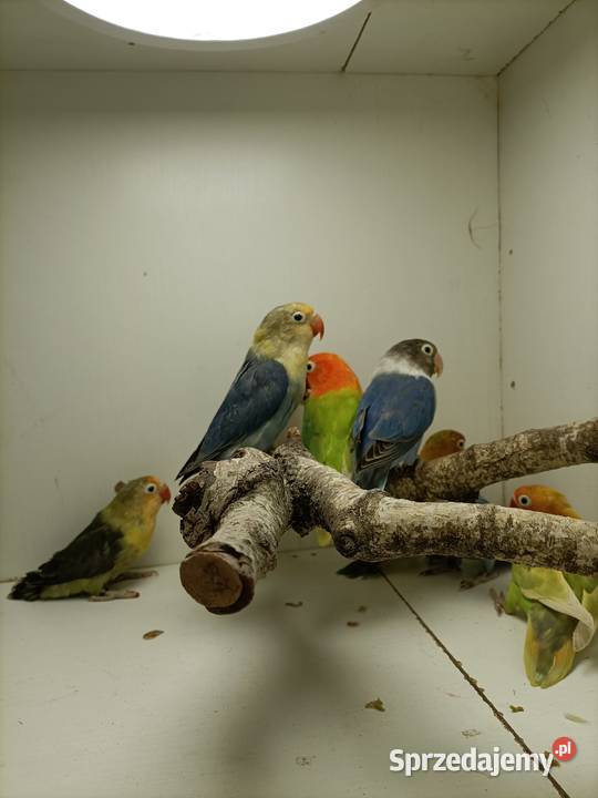 Nierozłączki czerwonoczelne Niecieplin sprzedam