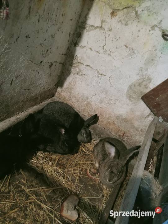 Sprzedam króliki Obarzym