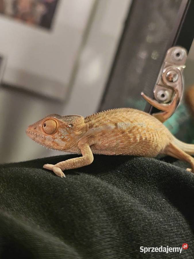 Kameleon lamparci mlode zachodniopomorskie Koszalin