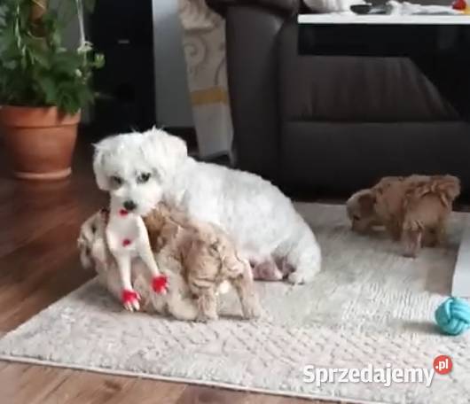 Maltipoo pudel maltanczyk Pozostałe Szydłowiec sprzedam