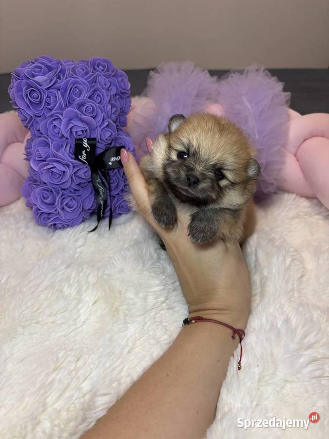 Suczka szpic miniaturowy pomeranian Orange Bełchatów