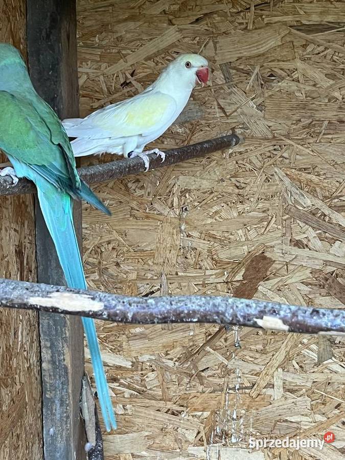 Samica aleksandretta obrożna 23r cremino Ptaki