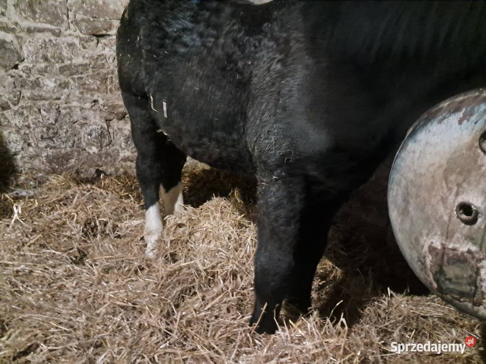 Ogierki zimnokrwiste