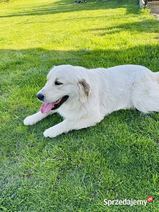 Golden Retriever Reproduktor Nowogród sprzedam
