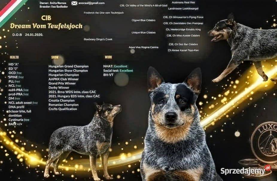Australian Cattle Dog Warszawa