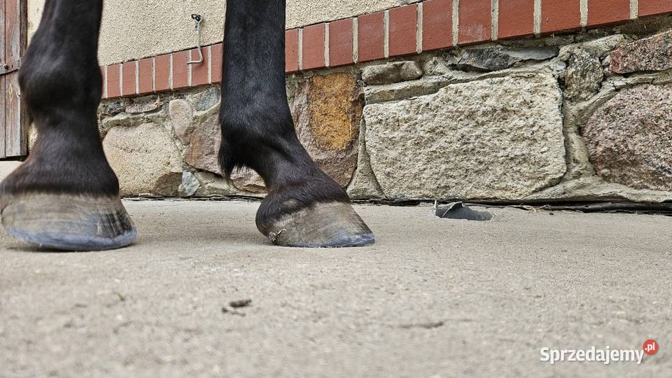 Struganie i korekta kopyt Nowy Tomyśl