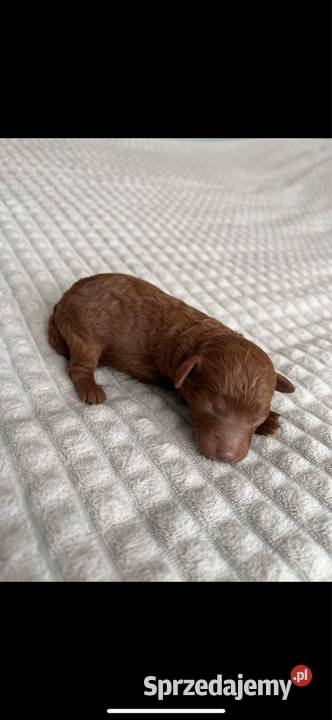 Szczeniaki Pudel Red Toy