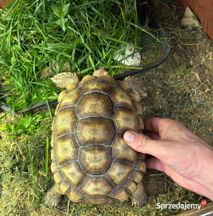 Zółw pustynny żółw lądowy centrochelys sulcata Miechów sprzedam