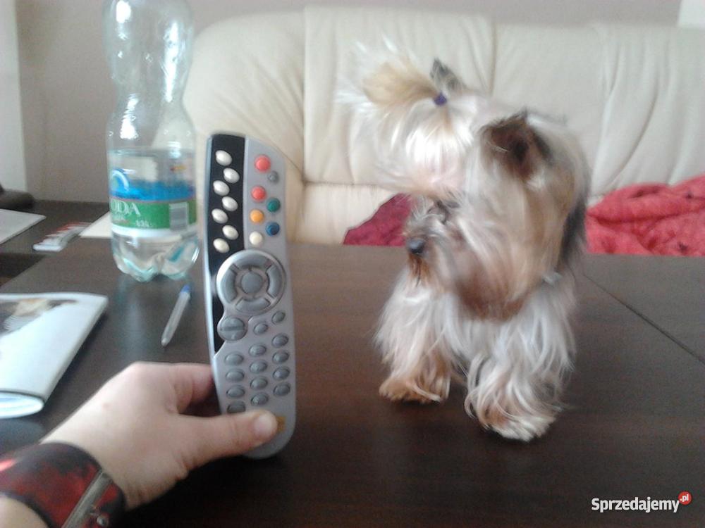 york mini xxs sprzedam