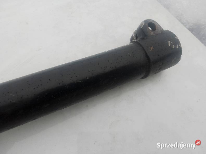 Rama komar sztywniak Ramy warmińsko-mazurskie