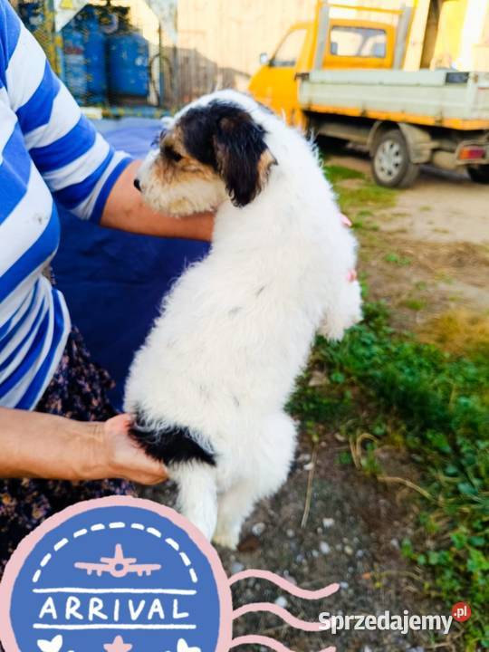 Foksterier szorstkowłosy z rodowodem suczka