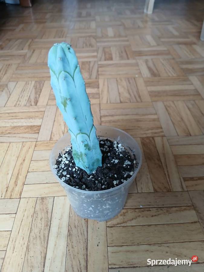 Myrtillocactus geometrizans niebieski kaktus śląskie Częstochowa