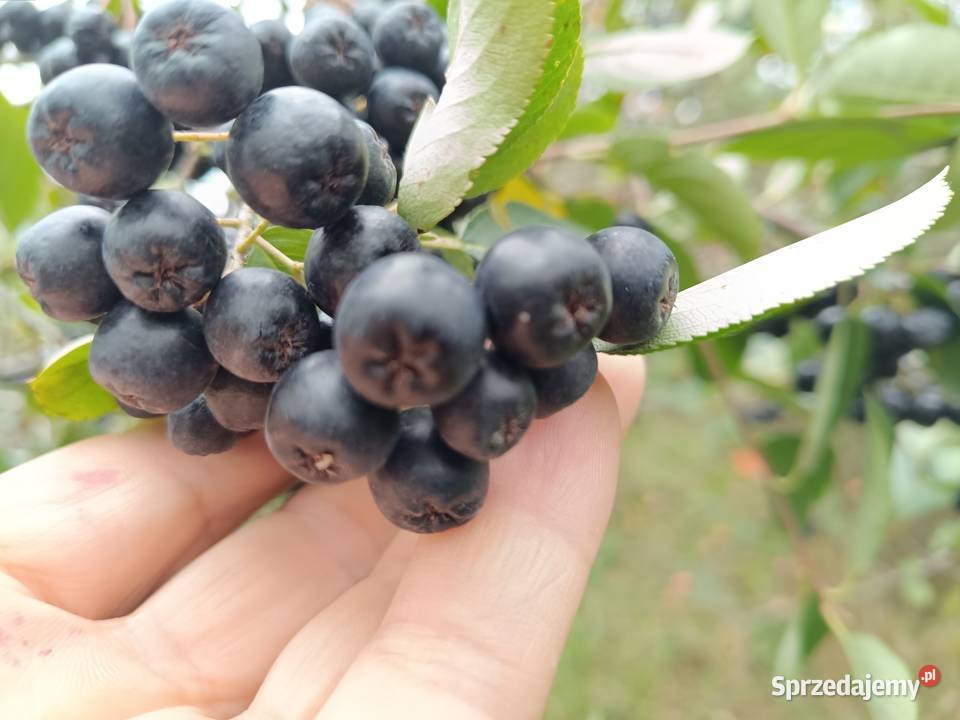 Aronia ekologiczna owoce aronii świeże owoc Nowy Sącz