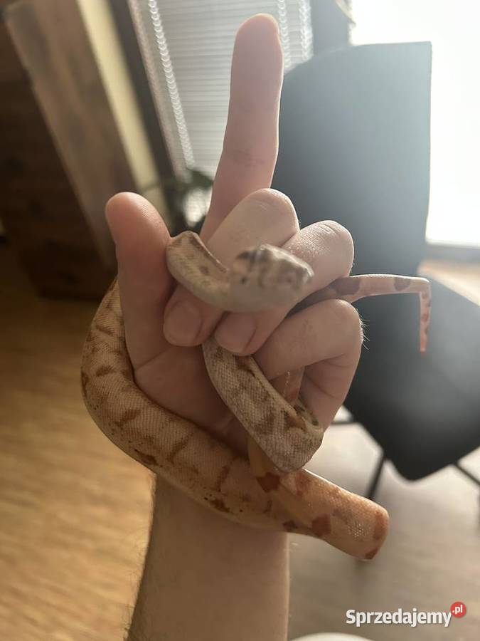 Boa constrictor Dębno sprzedam