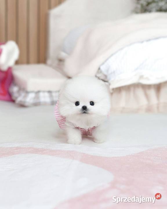 Pomeranian miniature mazowieckie Warszawa