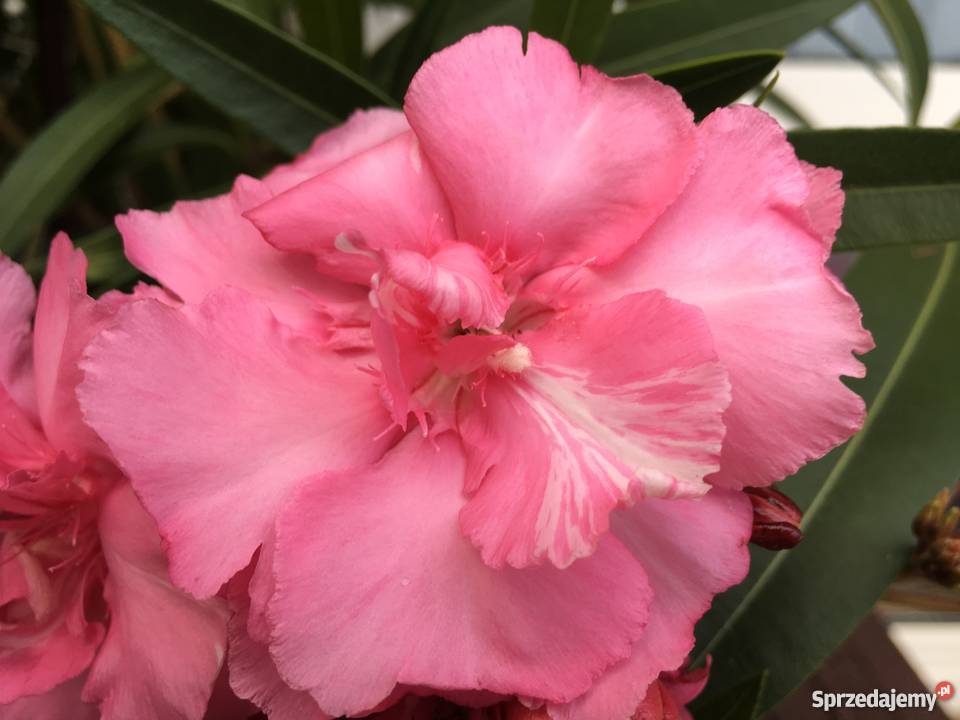 Kwiaty oleandrów Brzeźnica sprzedam