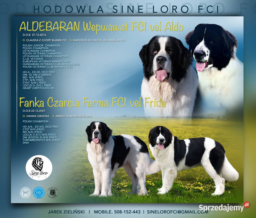 Lanbdser szczeniak ZKwPFCI Chociszew