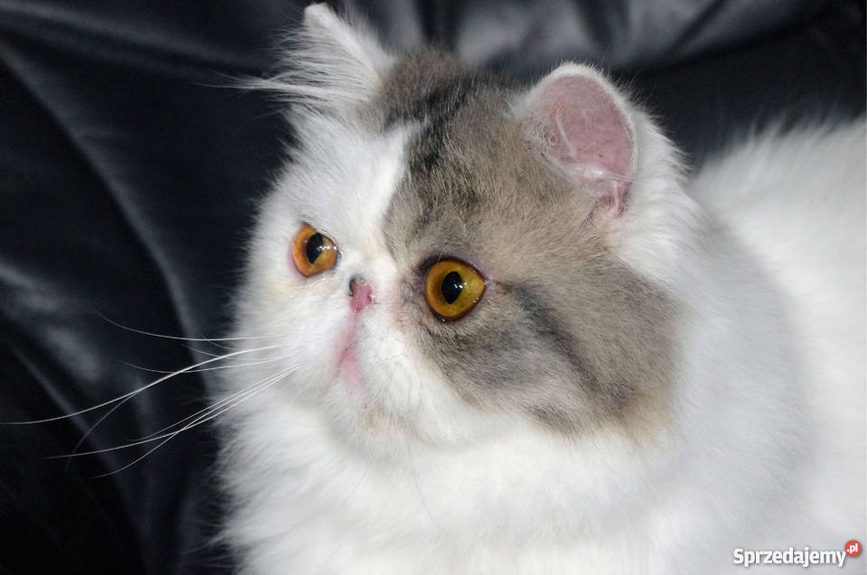 Pers Śliczny Kocurek Kastrat Dawidy Bankowe