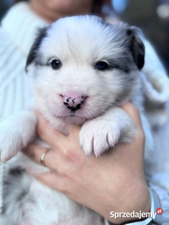 Border collie blue merle niebieskie oczy rodowód Dziekanów Leśny