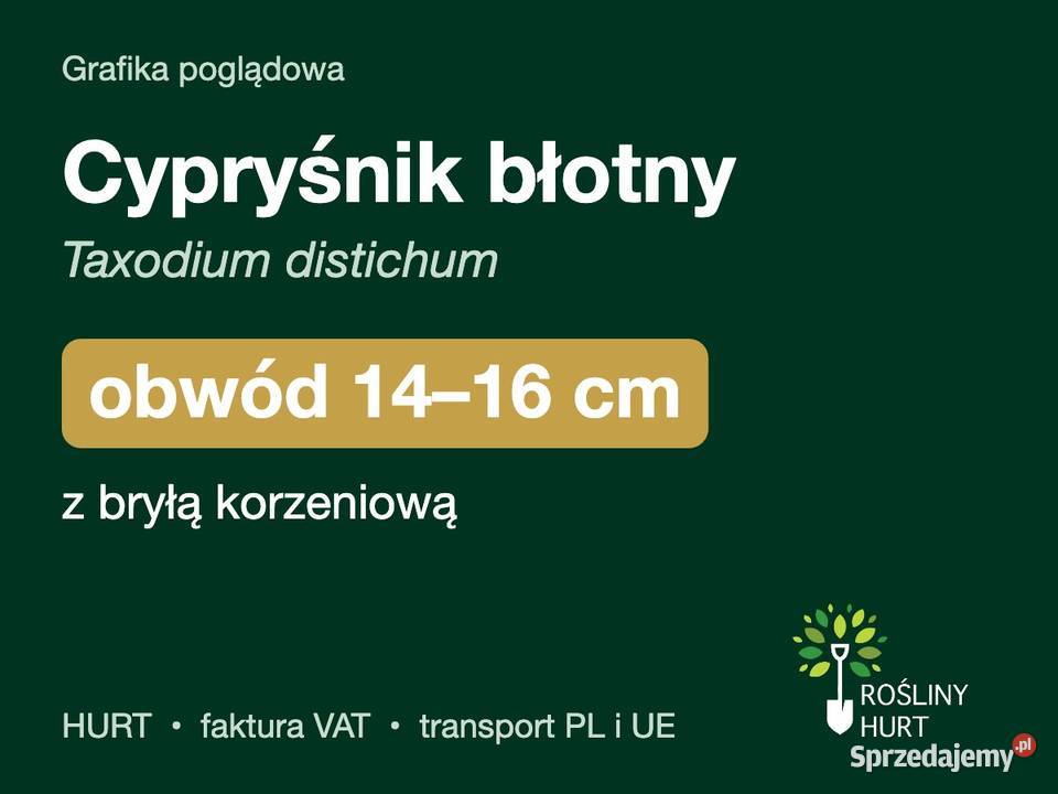 Cypryśnik błotny Taxodium distichum obwód 1416 z sprzedam