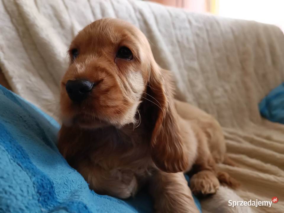 Złote pieski ZKWP Lubin