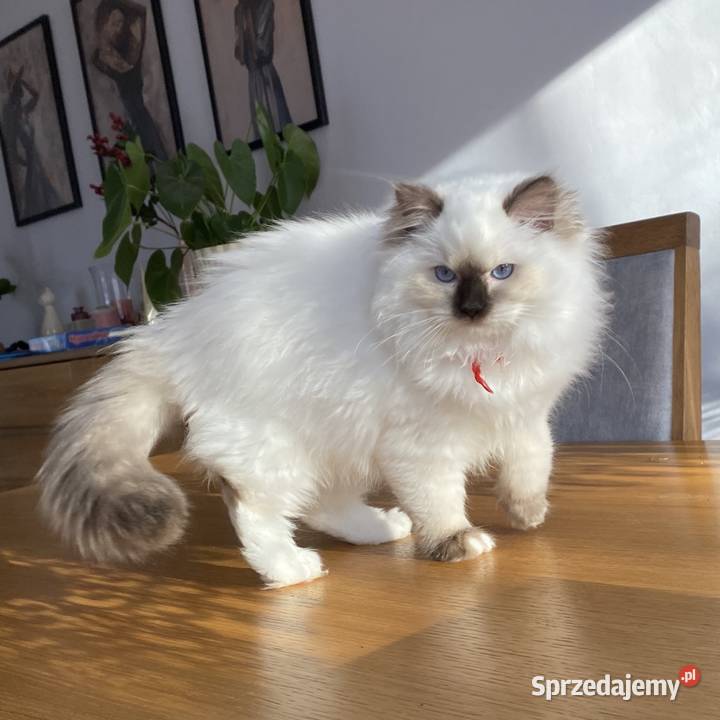 Kotka hodowlana ragdoll gotowa do odbioru Ragdoll Grodzisk Mazowiecki