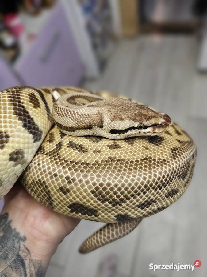 Dorosla samica pyton królewski gotowa na sezon Koszalin
