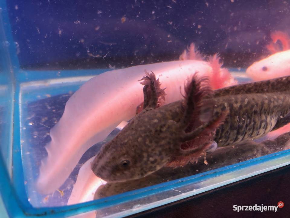 Aksolotl Ambysoma Mexicanum Salamandra Andrespol
