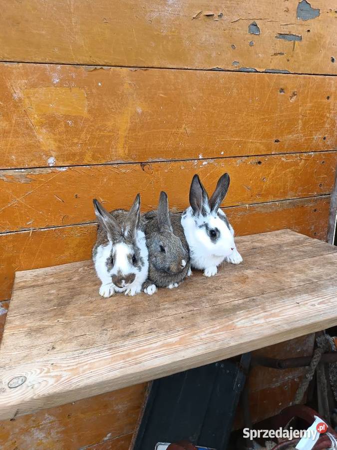 Króliki hodowlane Sieradz
