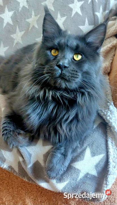 Reproduktor Maine Coon Reproduktor rasy Maine Zwierzęta Opole