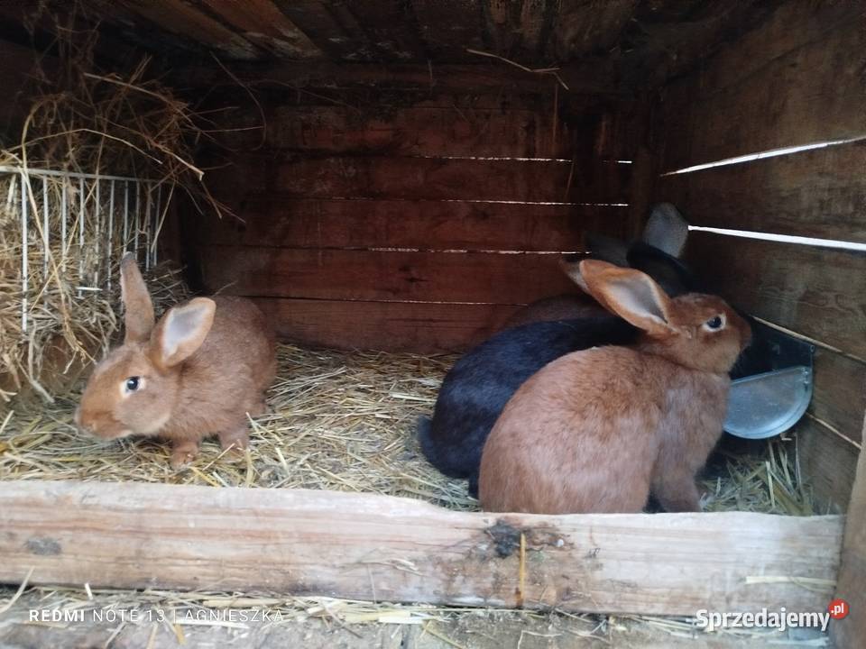 Króliki rasowe i hodowlane Dylągowa sprzedam
