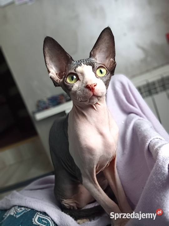 Sfinks Kanadyjski kotka FPL Sfinks Pleszew sprzedam