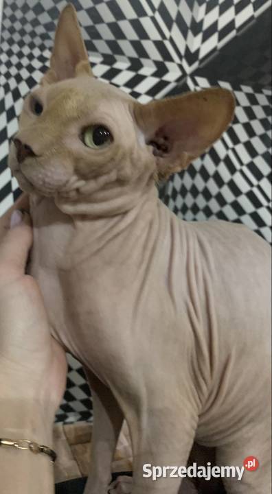 Sfinks Kanadyjski Reproduktor Leszno