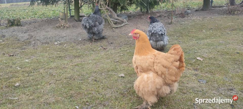 Jajka lęgowe kochin olbrzymi Ptaki Tokarówka