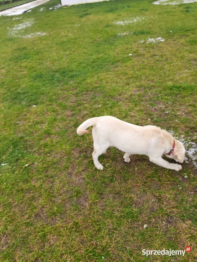 6 miesięczna suczka biszkoptowa Grzymała